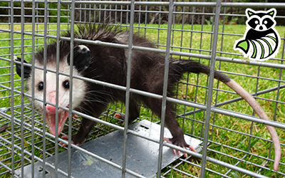 Michigan Wildlife Removal  Opossum Trapping Services